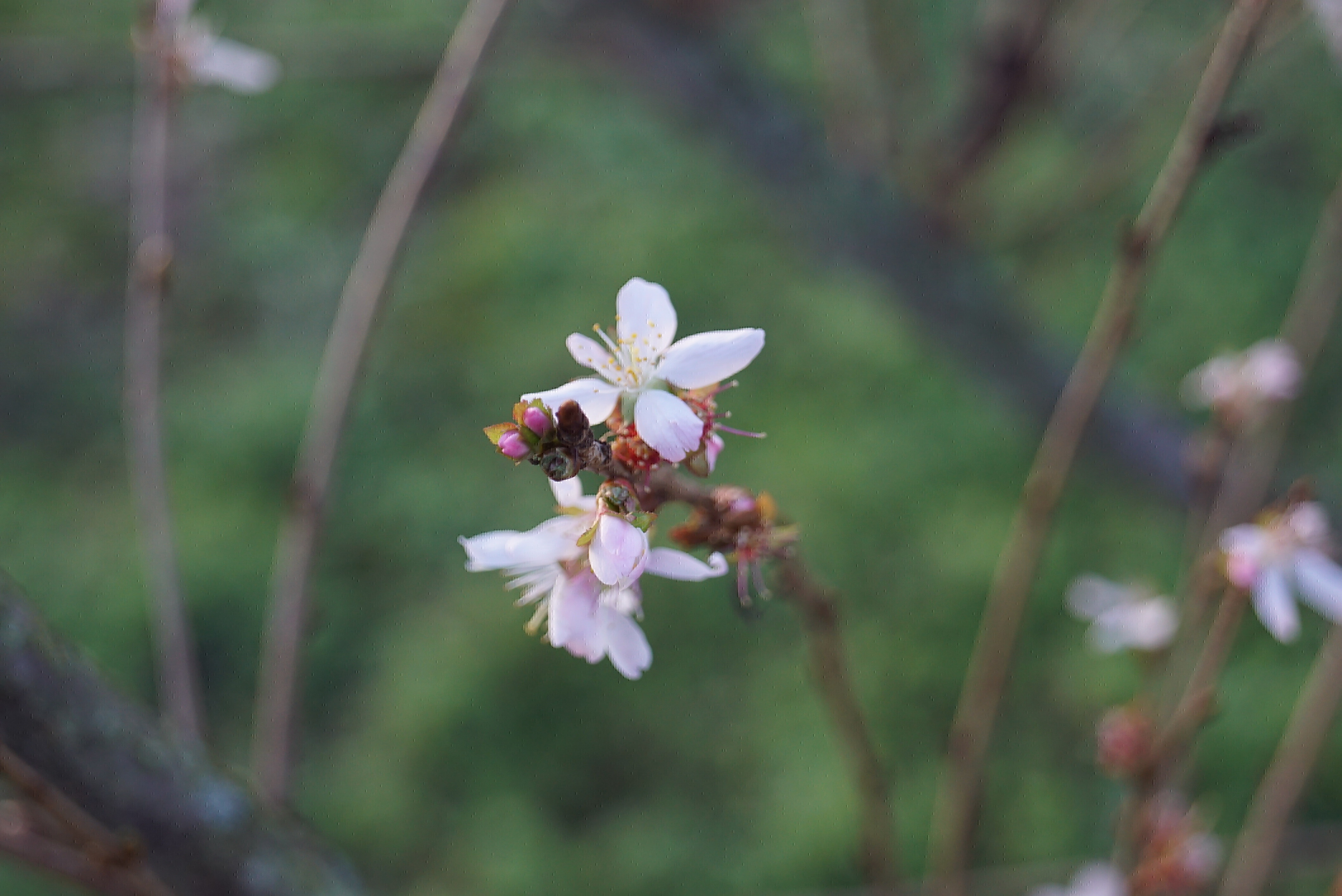 Prunus incisa 'February Pink' (5)